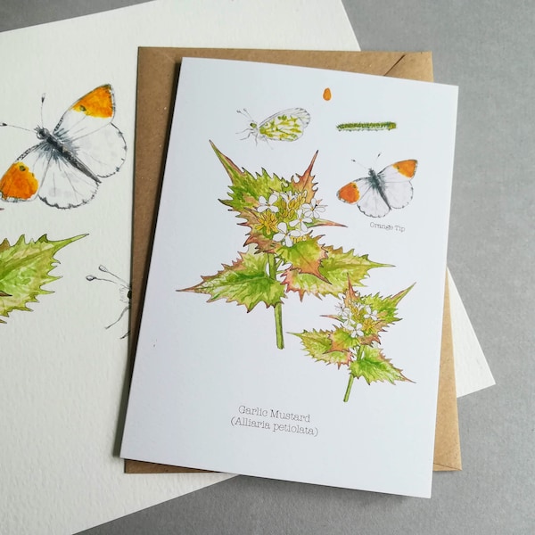 Garlic Mustard & Orange Tip Butterfly card • Wildflower card • Weeds card • Nature Card • British Nature Card