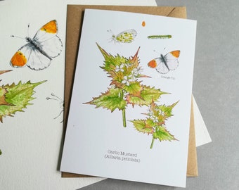 Garlic Mustard & Orangenspitze Schmetterlingskarte: British Nature Art