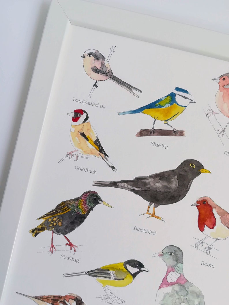 Gravure encadrée Rosie Brooks British Garden Birds