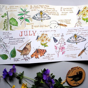 May include: A hand-drawn accordion-style nature journal page titled JULY featuring watercolor illustrations of a wren, a comma butterfly, a six-spot burnet moth, a magpie moth, and various plants with handwritten notes about local wildlife observations.