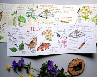 July Nature Journaling Card • Summer Watercolour Art • British Nature • Concertina • Accordian