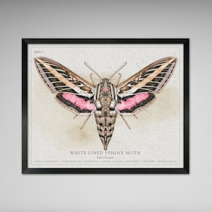 White Lined Sphinx Moth - Vintage, Modern, Antique, Scientific Illustration styles (Various Sizes)