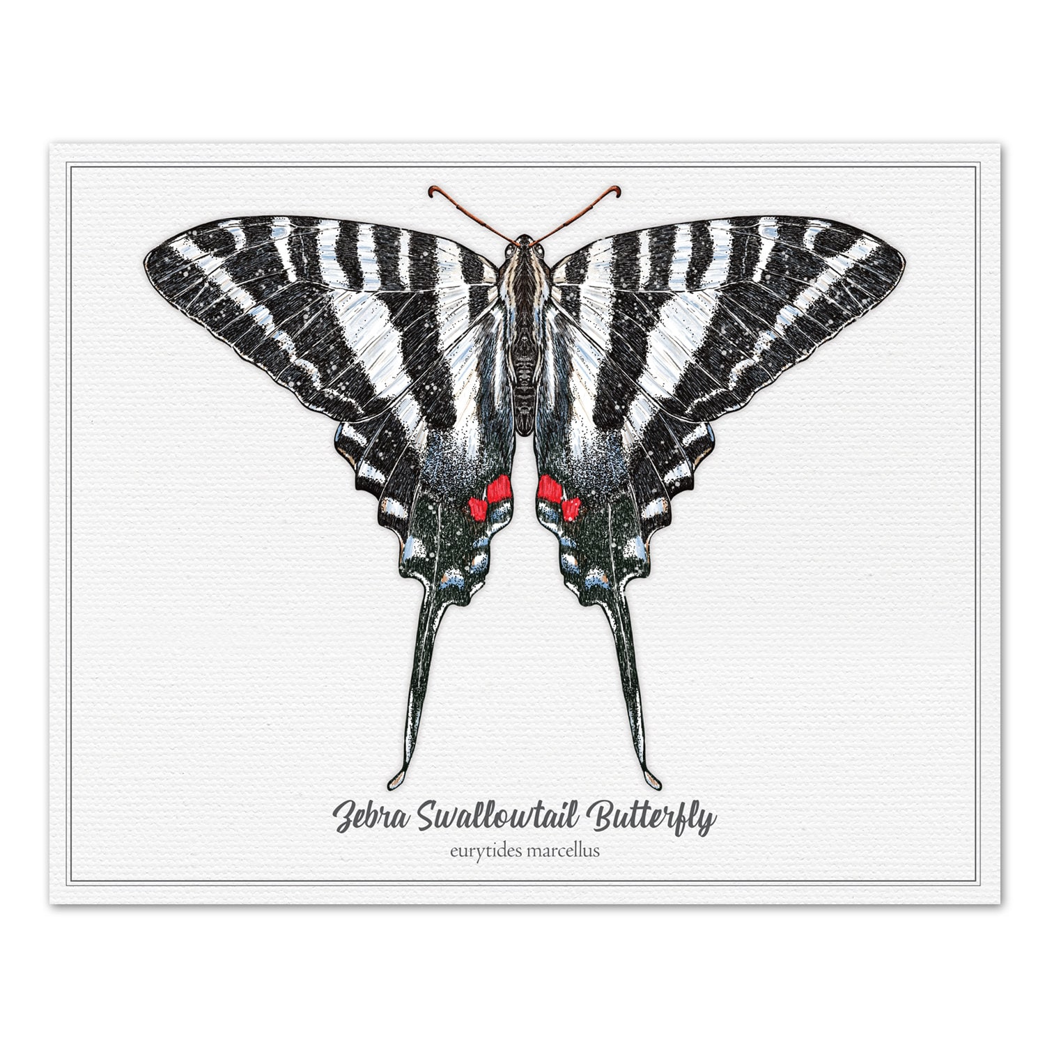 Zebra Swallowtail Butterfly - Vintage, Modern, Antique, Scientific