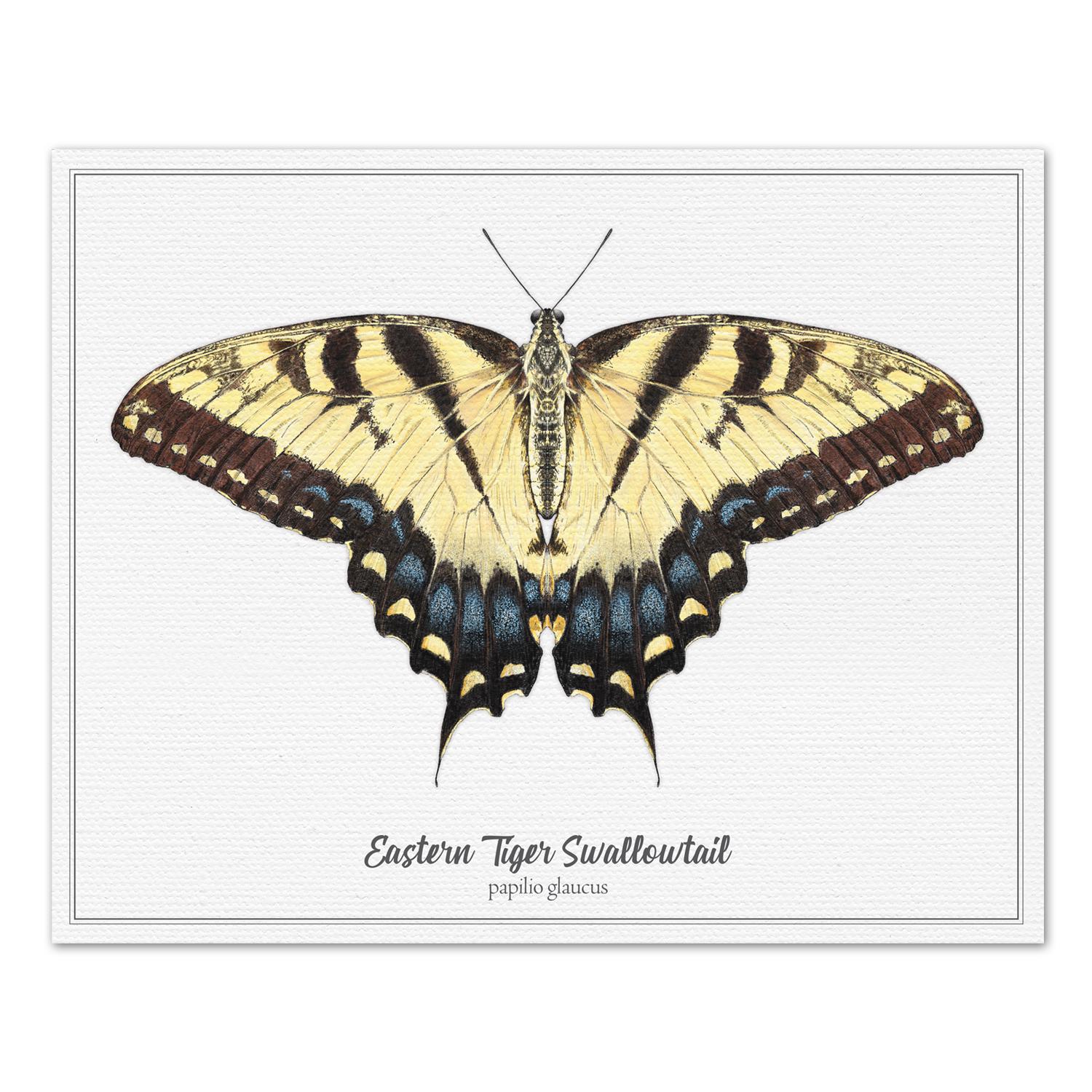 Eastern Tiger Swallowtail Butterfly - Vintage, Modern, Antique