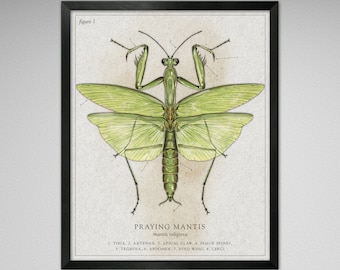 Praying Mantis Illustration - Vintage, Modern, Antique, Scientific Illustration styles (Various Sizes)