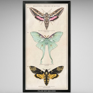 Beautiful Species of Moths - Vintage Style Scientific Illustration - 10x20 inches