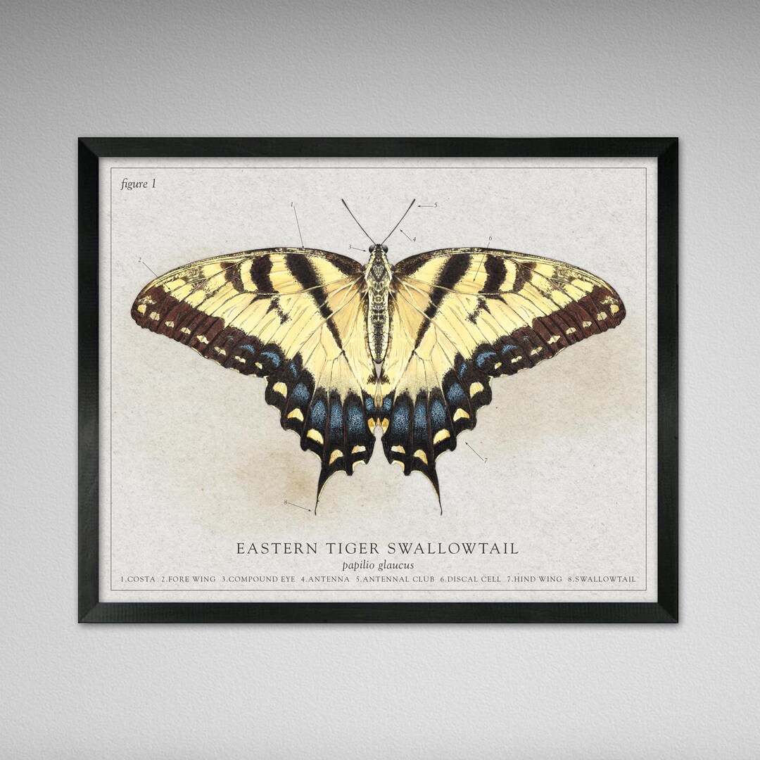 Eastern Tiger Swallowtail Butterfly - Vintage, Modern, Antique ...