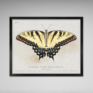 Eastern Tiger Swallowtail Butterfly - Vintage, Modern, Antique, Scientific Illustration styles (Various Sizes)