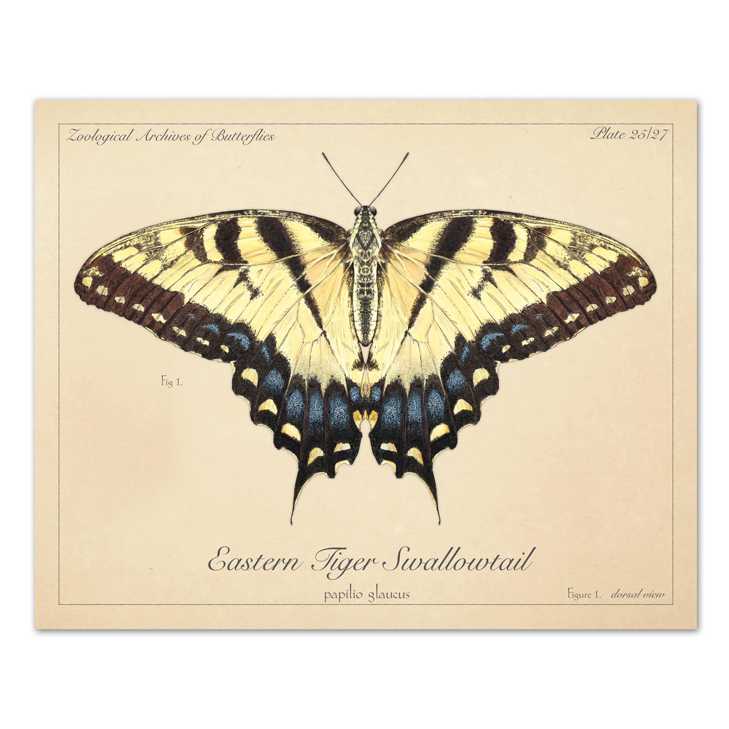 最大80％オフ Tiger Eastern Swallowtail Modern Vintage, - Butterfly 版画