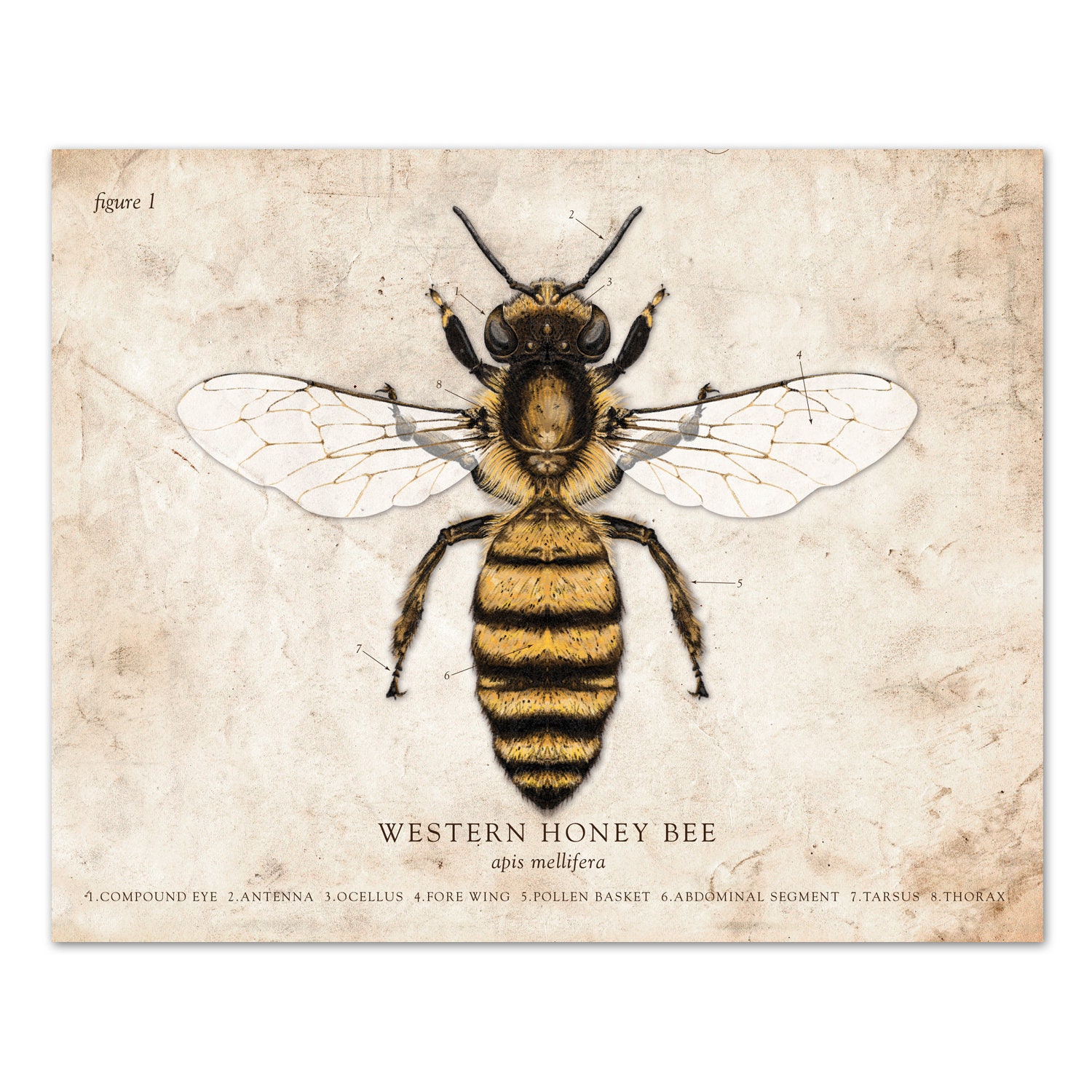 Vintage Honey Bee Drawing