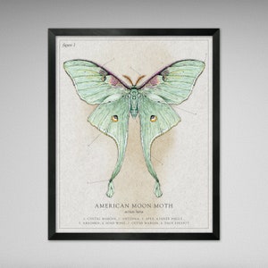 American Moon Moth (Luna Moth) - Vintage, Modern, Antique, Scientific Illustration styles (Various Sizes)