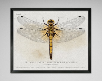Yellow Spotted Whiteface Dragonfly - Vintage, Modern, or Scientific Illustration style (Various Sizes)