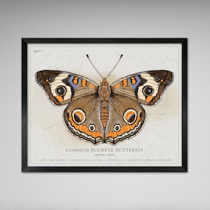 Puede incluir: Una ilustración vintage de una mariposa común, Junonia coenia, con etiquetas anatómicas detalladas. La mariposa tiene alas marrones con marcas naranjas y blancas, y una mancha azul y morada en cada ala.