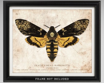 Deaths Head Hawkmoth - Vintage Style Scientific Illustration (8x10 or 16x20 inches)