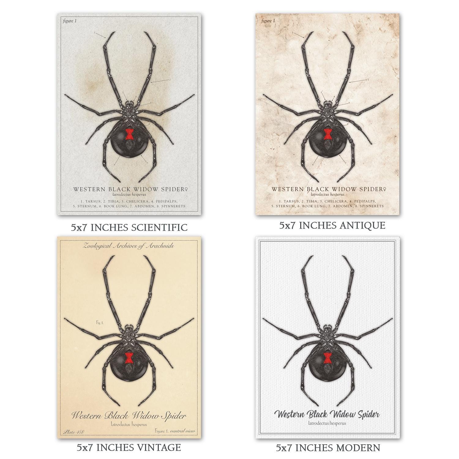 Western Black Widow Spider - Vintage, Modern, Antique, Scientific  Illustration Styles (various Sizes) - Etsy, image size:1500x1500