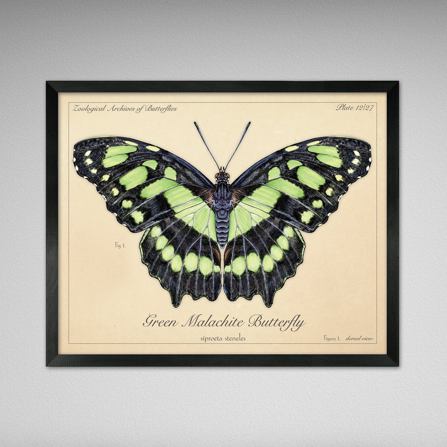 Green Malachite Butterfly - Vintage, Modern, Antique, Scientific