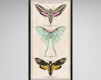 Moth Species Print – Vintage Style Scientific Illustration (10x20)