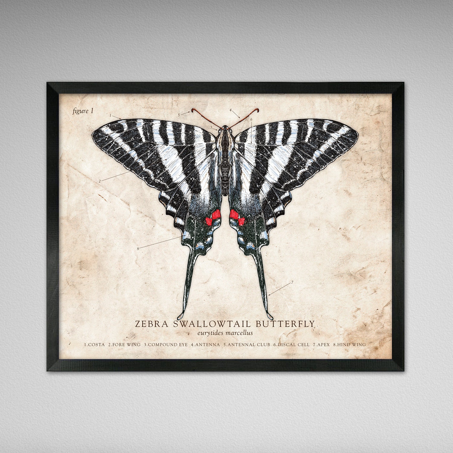 Zebra Swallowtail Butterfly - Vintage, Modern, Antique, Scientific