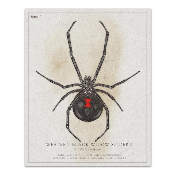 RED SPIDER zum zum mix vol.9～20 【公式通販】