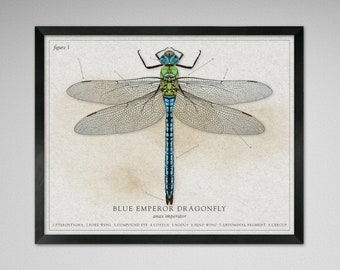 May include: A vintage illustration of a blue emperor dragonfly, Anax imperator, with labeled anatomical features. The dragonfly is depicted with detailed wings, a blue abdomen, and green eyes.