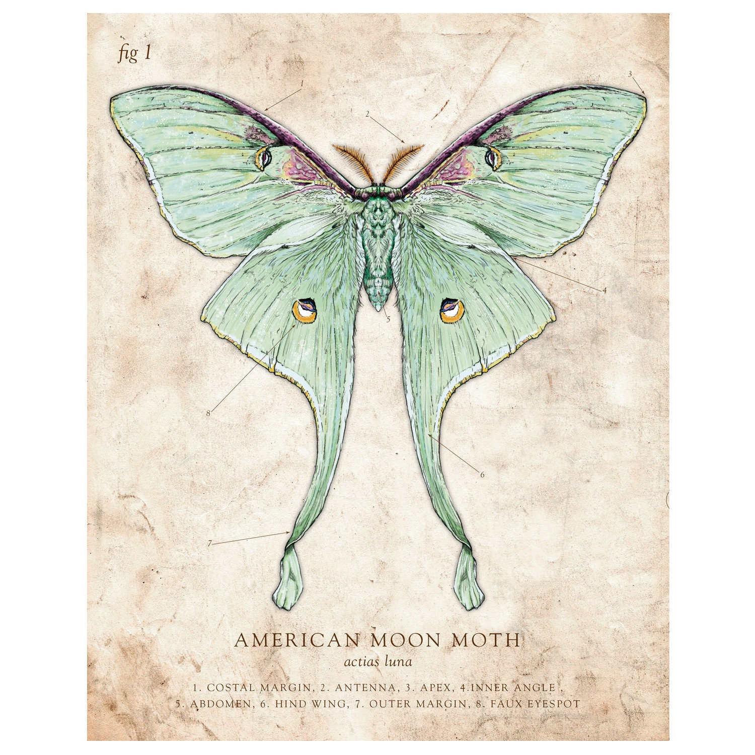 American Moon Moth luna Moth Vintage Style Scientific Illustration 8x10 ...