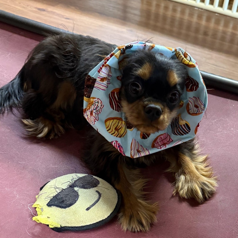 Dog Snood for Dachshunds and Cavalier King Charles Spaniels and any long eared dog. It is an ear cover to protect ears while eating.