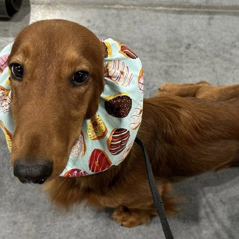 Dog Snood for Dachshunds and Cavalier King Charles Spaniels and any long eared dog. It is an ear cover to protect ears while eating.