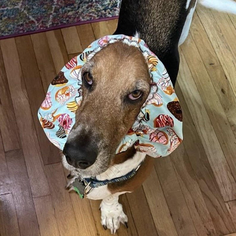 Dog Snood for Dachshunds and Cavalier King Charles Spaniels and any long eared dog. It is an ear cover to protect ears while eating.
