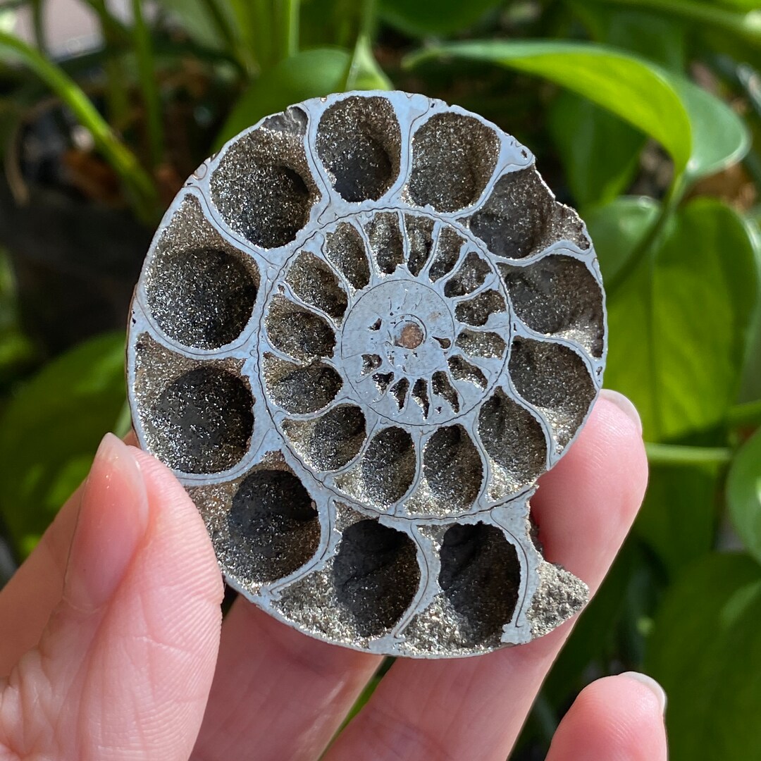 Pyritized Shells Pyritized Ammonite Fossil, Pyrite Ammonite, Russian Ammonite, Pyritized ...