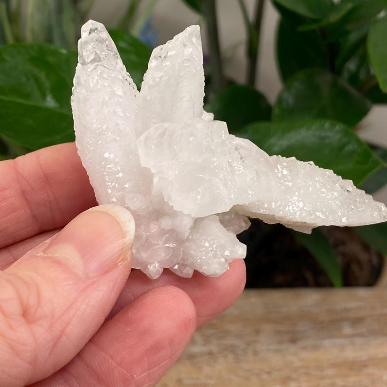 Puede incluir: Un grupo de formaciones de cristales blancos con bordes afilados y puntiagudos. Los cristales tienen un aspecto texturizado y granular. El fondo presenta follaje verde y una superficie de madera. La mano sostiene los cristales.