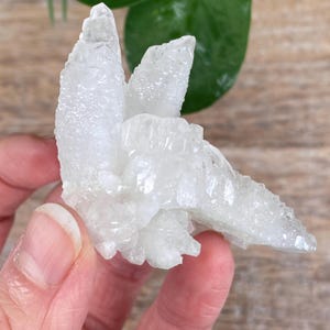 Puede incluir: Un grupo de cristales de cuarzo blanco, sostenido en una mano. El cuarzo tiene una superficie rugosa y texturizada con m&uacute;ltiples puntas. El fondo incluye una superficie de madera y hojas verdes.