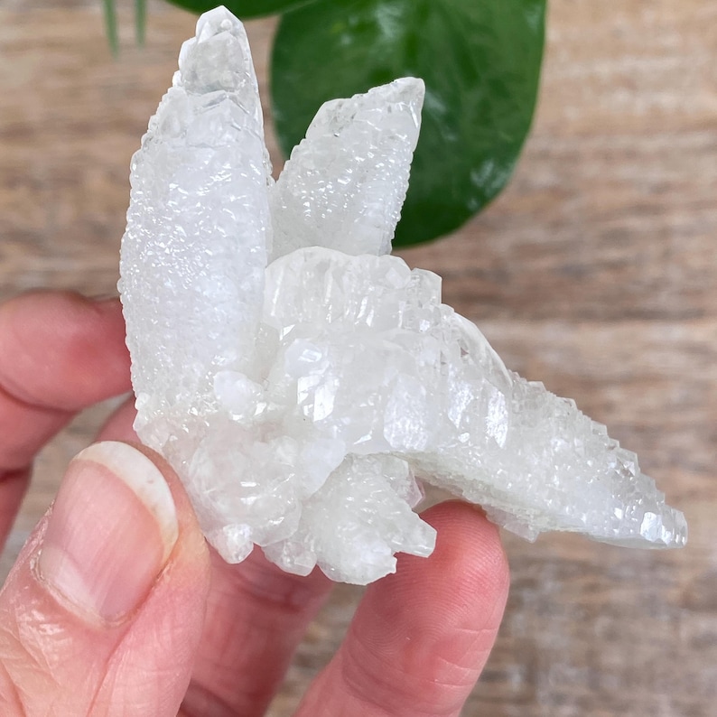 Puede incluir: Un grupo de cristales de cuarzo blanco, sostenido en una mano. El cuarzo tiene una superficie rugosa y texturizada con m&uacute;ltiples puntas. El fondo incluye una superficie de madera y hojas verdes.