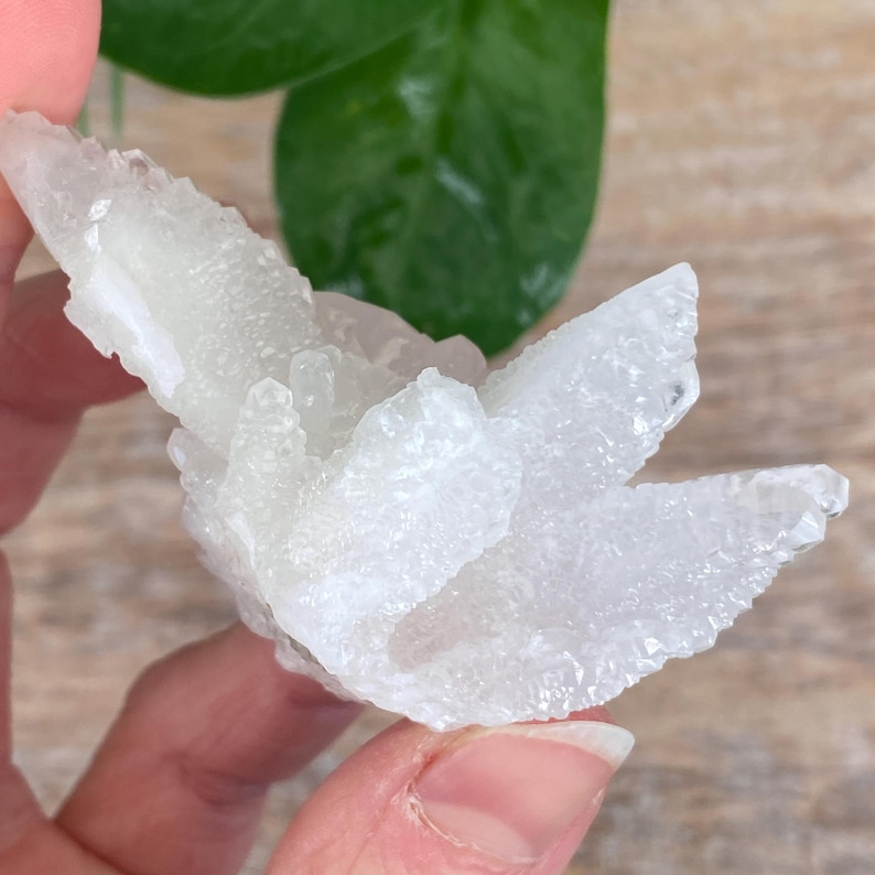 Puede incluir: Un grupo de calcita cristalina blanca, sostenido en una mano. La formaci&oacute;n de calcita tiene forma de estrella con m&uacute;ltiples proyecciones puntiagudas. El fondo incluye una hoja verde y una superficie de madera.