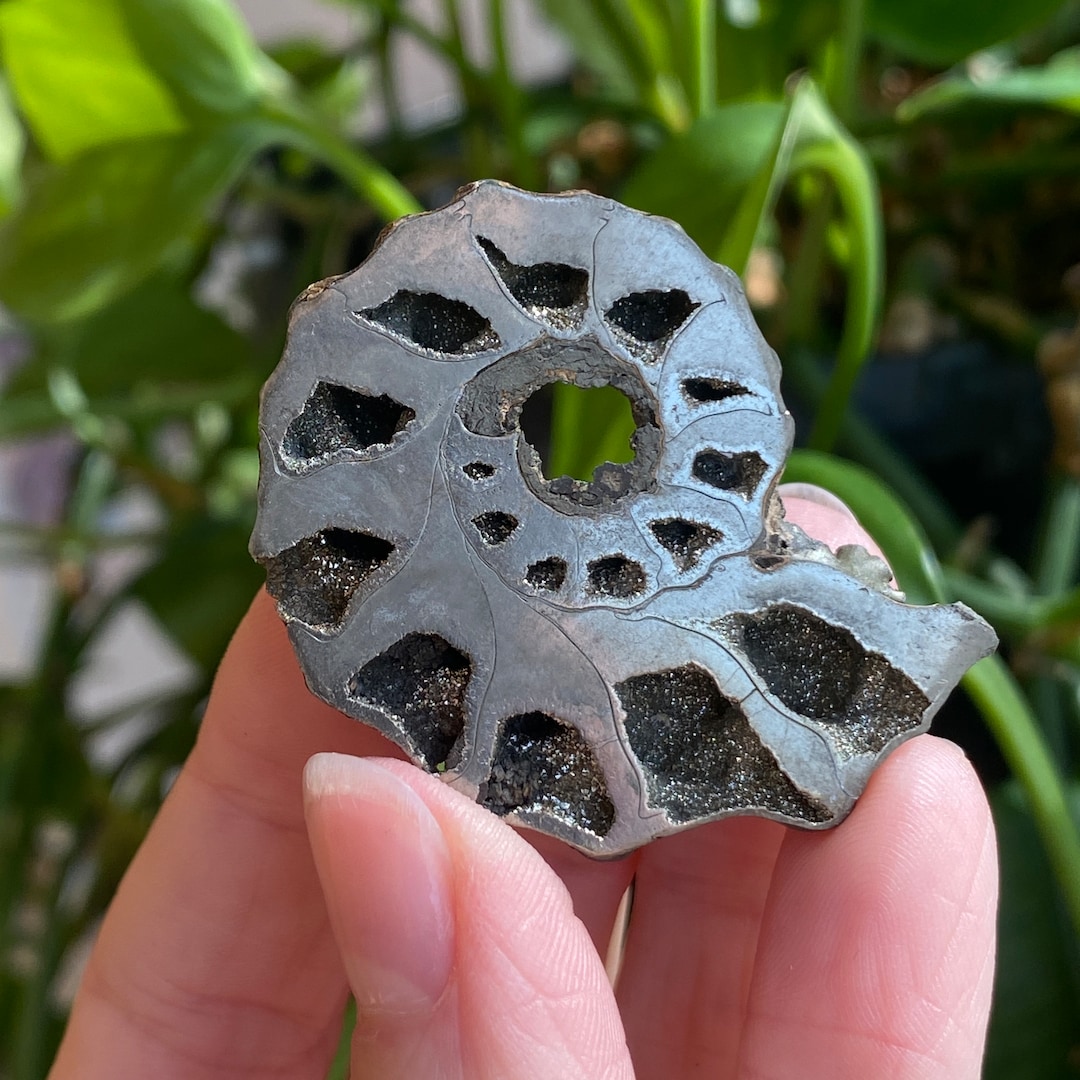 Pyritized Shells Pyritized Ammonite Fossil, Pyrite Ammonite, Russian Ammonite, Pyritized ...