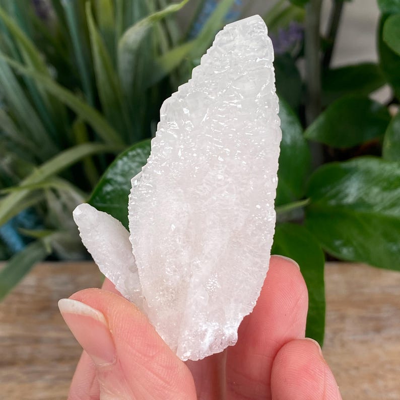 May include: A cluster of white crystal formations, held in a hand. The crystals have a rough, textured surface and a translucent appearance. The background features green foliage and a wooden surface.