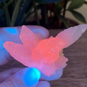 Peut inclure: Gros plan sur un amas de cristaux rose et orange fluorescent. Le cristal a un aspect texturé et stratifié, avec un effet brillant et lumineux. Le cristal est tenu par une main, avec une lueur bleue sur les doigts.