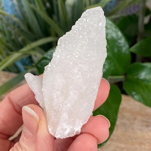May include: A cluster of white quartz crystals with a rough, textured surface. The crystals are held in a hand, with green foliage in the background. The quartz has a natural, organic shape.