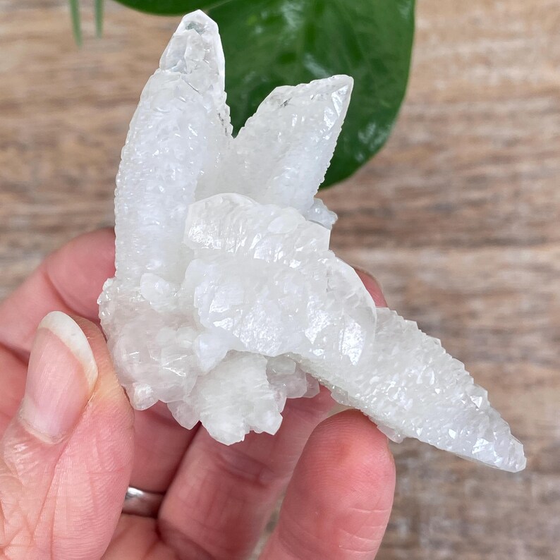 Puede incluir: Un grupo de cristales de calcita blancos con una superficie texturizada. Los cristales se sostienen en una mano, con una superficie de madera en el fondo. Los cristales tienen una forma natural e irregular y son transl&uacute;cidos.