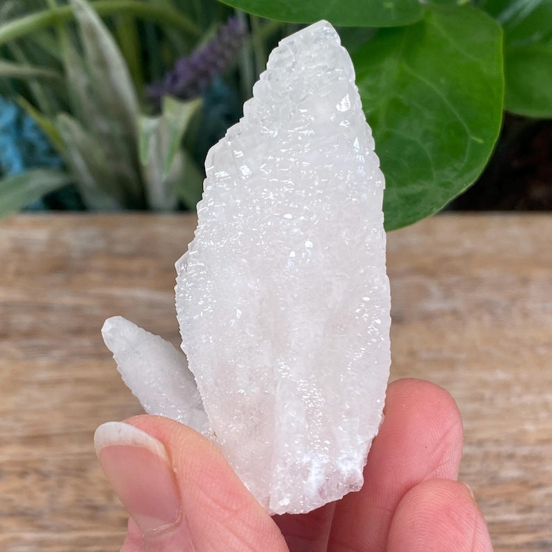 May include: A cluster of white quartz crystals with a rough, textured surface. The crystals are held in a hand, with a wooden surface and green foliage in the background. The quartz has a natural, organic shape.