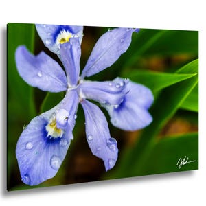 Peut inclure: Une fleur d'iris violette aux pétales délicats dotés de centres blancs et jaunes, recouverte de gouttelettes d'eau claires. La fleur est entourée de feuilles vert vif luxuriantes, et une signature blanche est visible dans le coin inférieur droit.