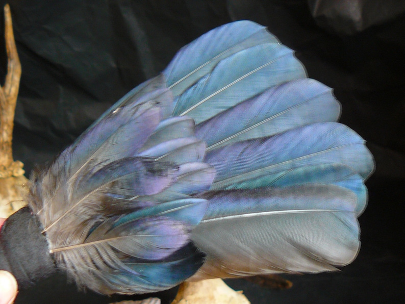 Puede incluir: Un primer plano de las plumas de la cola de un p&aacute;jaro. Las plumas son de un azul profundo con matices iridiscentes de p&uacute;rpura y verde. Las plumas est&aacute;n dispuestas en forma de abanico.