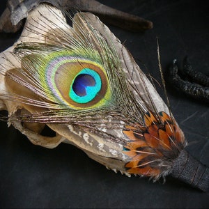 Puede incluir: Un cráneo de animal blanco con una pluma de pavo real unida a él. La pluma tiene un ojo azul, verde y amarillo con acentos marrones y naranjas.