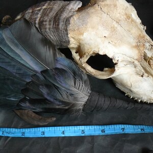 Puede incluir: Un abanico de plumas negras con un mango marr&oacute;n, descansando sobre un cr&aacute;neo de animal blanco. Una cinta m&eacute;trica azul est&aacute; en primer plano, mostrando medidas en pulgadas.