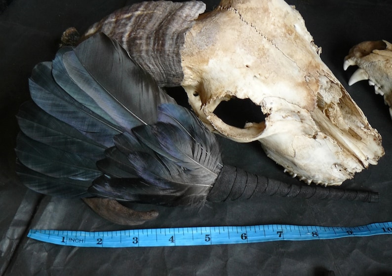 Puede incluir: Un abanico de plumas negras con un mango marr&oacute;n, descansando sobre un cr&aacute;neo de animal blanco. Una cinta m&eacute;trica azul est&aacute; en primer plano, mostrando medidas en pulgadas.