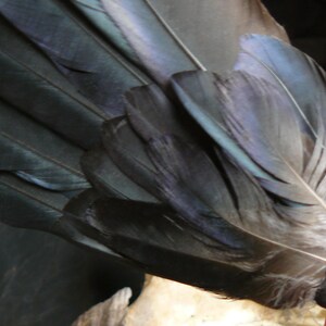 Puede incluir: Un abanico de plumas negras con una banda gris oscuro en la base. Las plumas est&aacute;n dispuestas en forma de abanico y tienen un ligero brillo iridiscente.