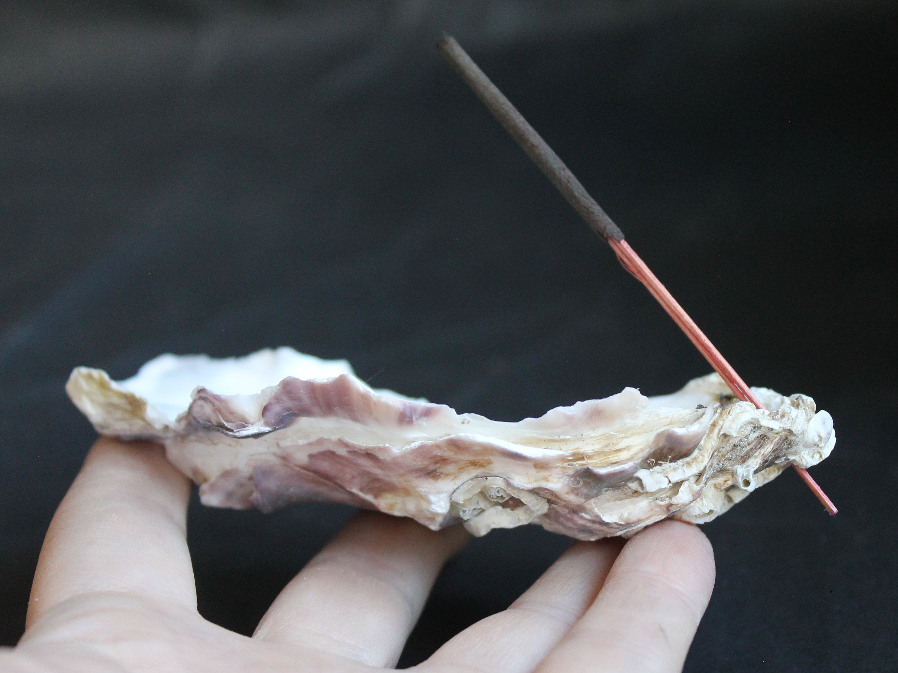 Incense stick holder from real oyster shell incense burner Etsy