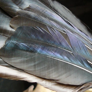 Puede incluir: Un abanico hecho de plumas gris oscuro con una correa de cuero negro. Las plumas tienen un ligero brillo iridiscente.
