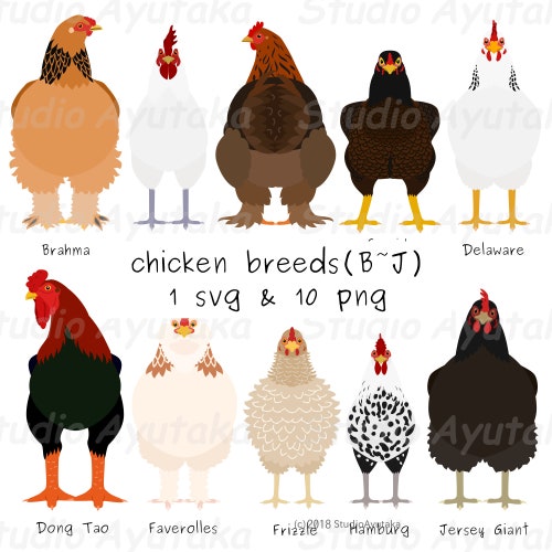 Chicken Breedsbj Svg Png - Etsy Chicken Breedsbj Svg Png - Etsy