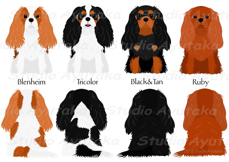 Cavalier dog color variations bundle, png, pdf, ai 画像 2