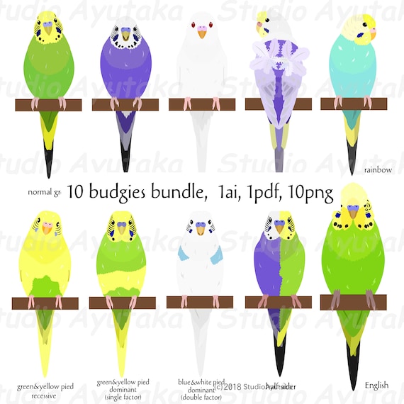 10 Types of Budgie Bundle Ai Pdf Png Etsy